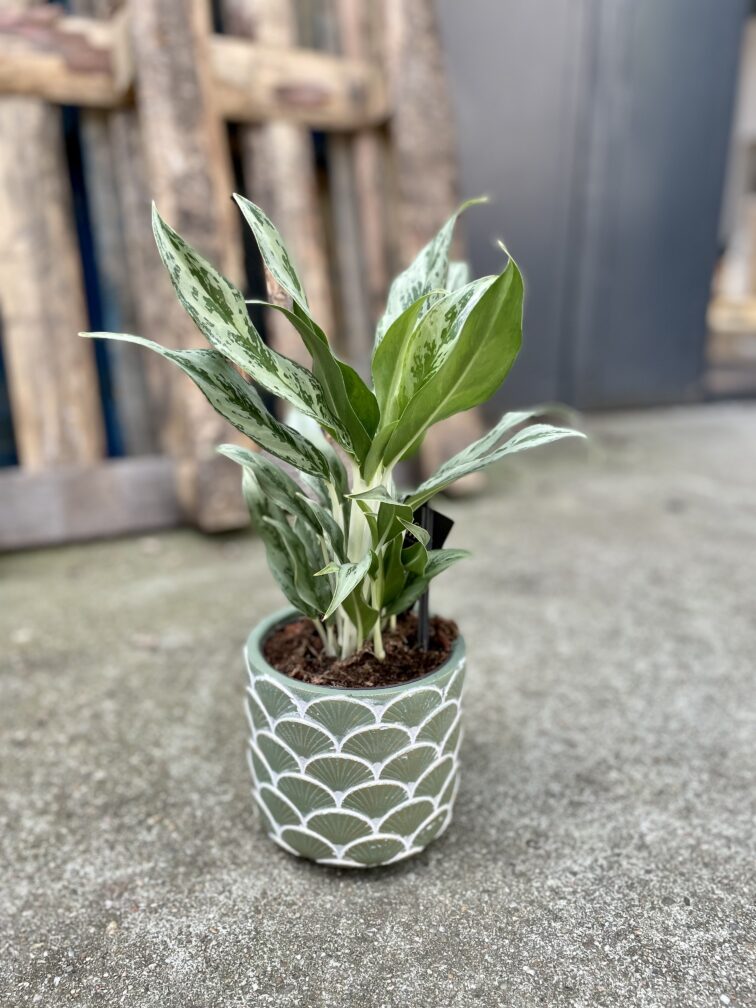 Zdjęcie rosliny doniczkowej Aglaonema Greyhound, ujęcie 1