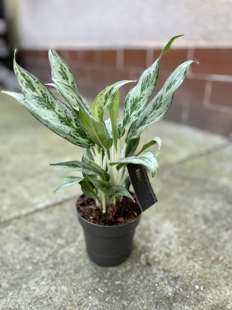 Zdjęcie rosliny doniczkowej Aglaonema Greyhound, ujęcie 2