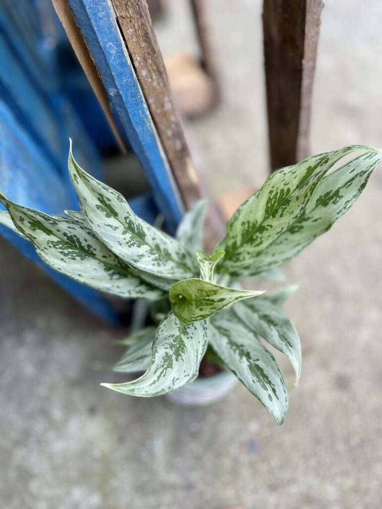 Zdjęcie rosliny doniczkowej Aglaonema Greyhound, ujęcie 3