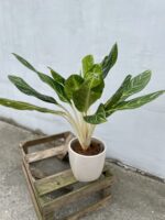 Zdjęcie rosliny doniczkowej Aglaonema Key Lime, ujęcie 1