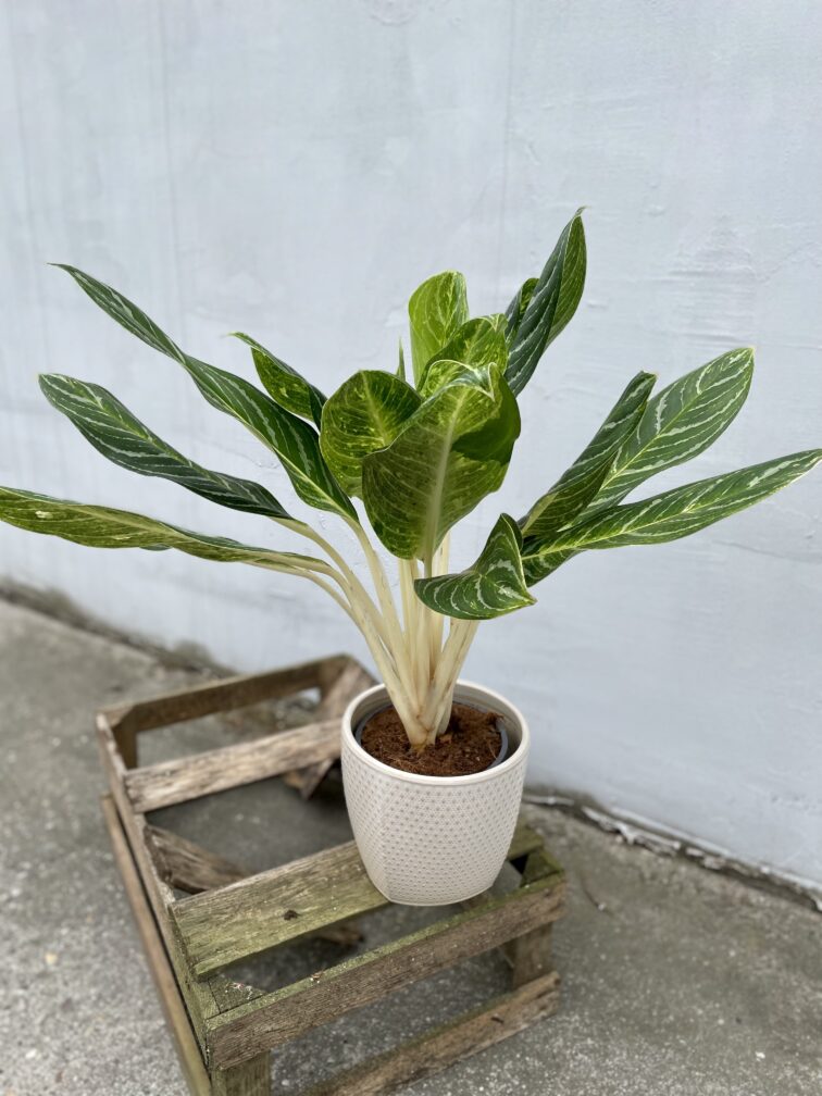 Zdjęcie rosliny doniczkowej Aglaonema Key Lime, ujęcie 1