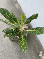 Zdjęcie rosliny doniczkowej Aglaonema Key Lime, ujęcie 2