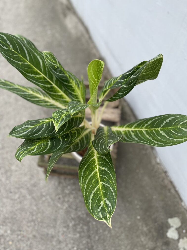 Zdjęcie rosliny doniczkowej Aglaonema Key Lime, ujęcie 2