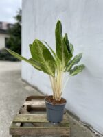 Zdjęcie rosliny doniczkowej Aglaonema Key Lime, ujęcie 3