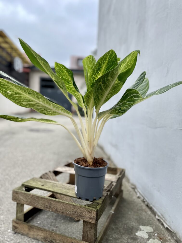 Zdjęcie rosliny doniczkowej Aglaonema Key Lime, ujęcie 4