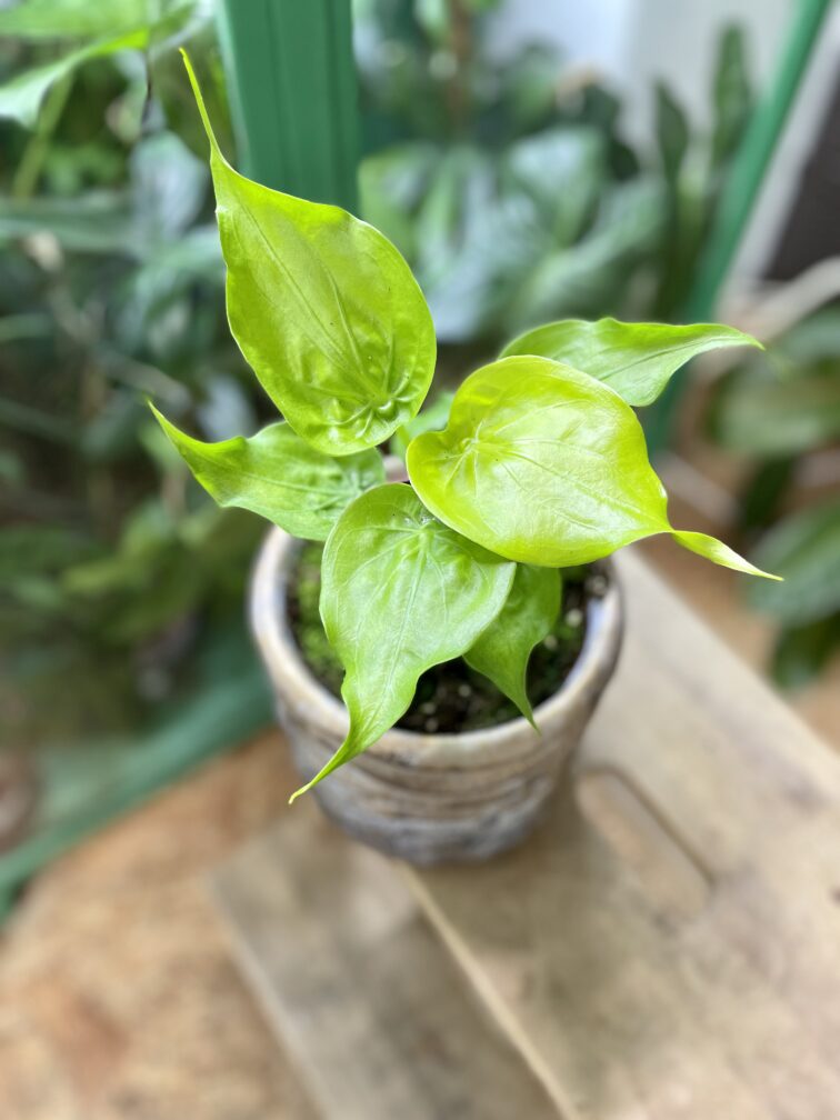 Zdjęcie rosliny doniczkowej Alocasia Golden cucullata, ujęcie 1