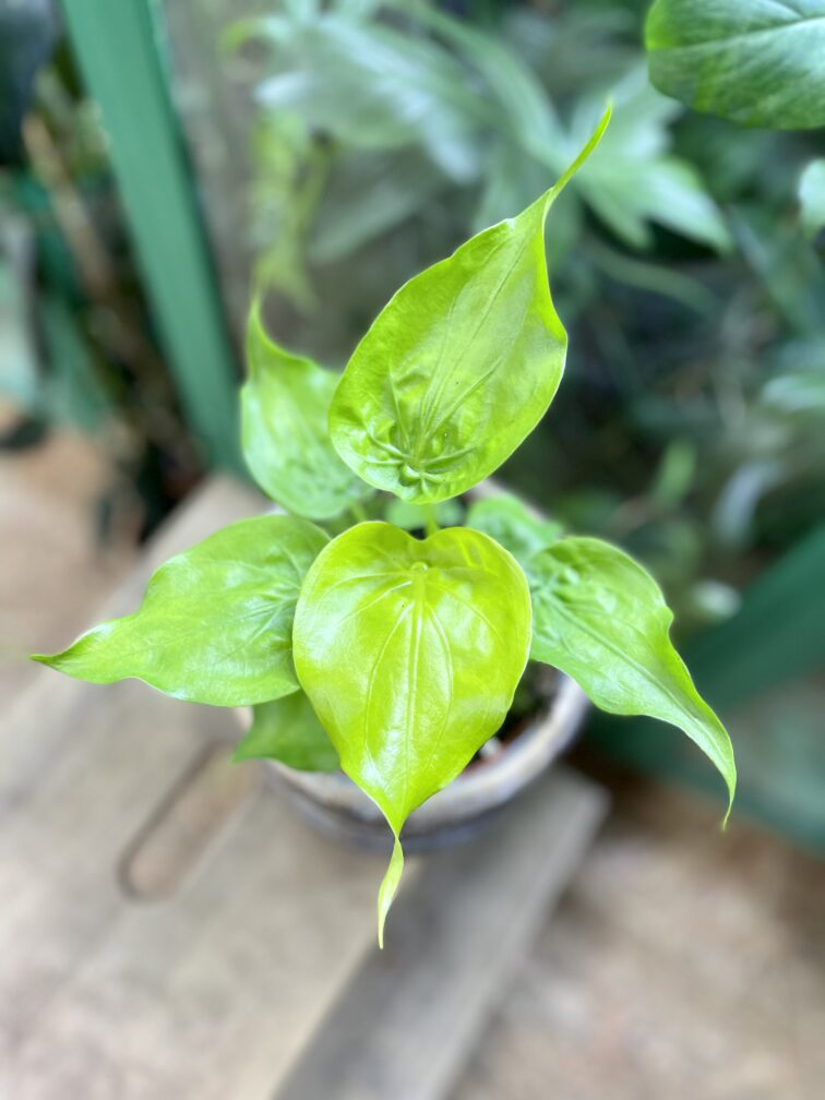 Zdjęcie rosliny doniczkowej Alocasia Golden cucullata, ujęcie 2