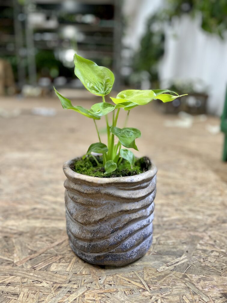 Zdjęcie rosliny doniczkowej Alocasia Golden cucullata, ujęcie 3