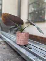 Zdjęcie rosliny doniczkowej Alocasia platinum, ujęcie 2