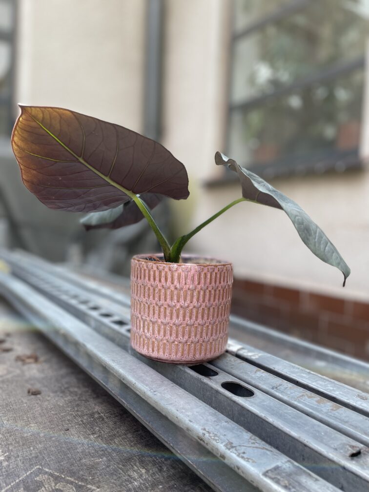 Zdjęcie rosliny doniczkowej Alocasia platinum, ujęcie 2