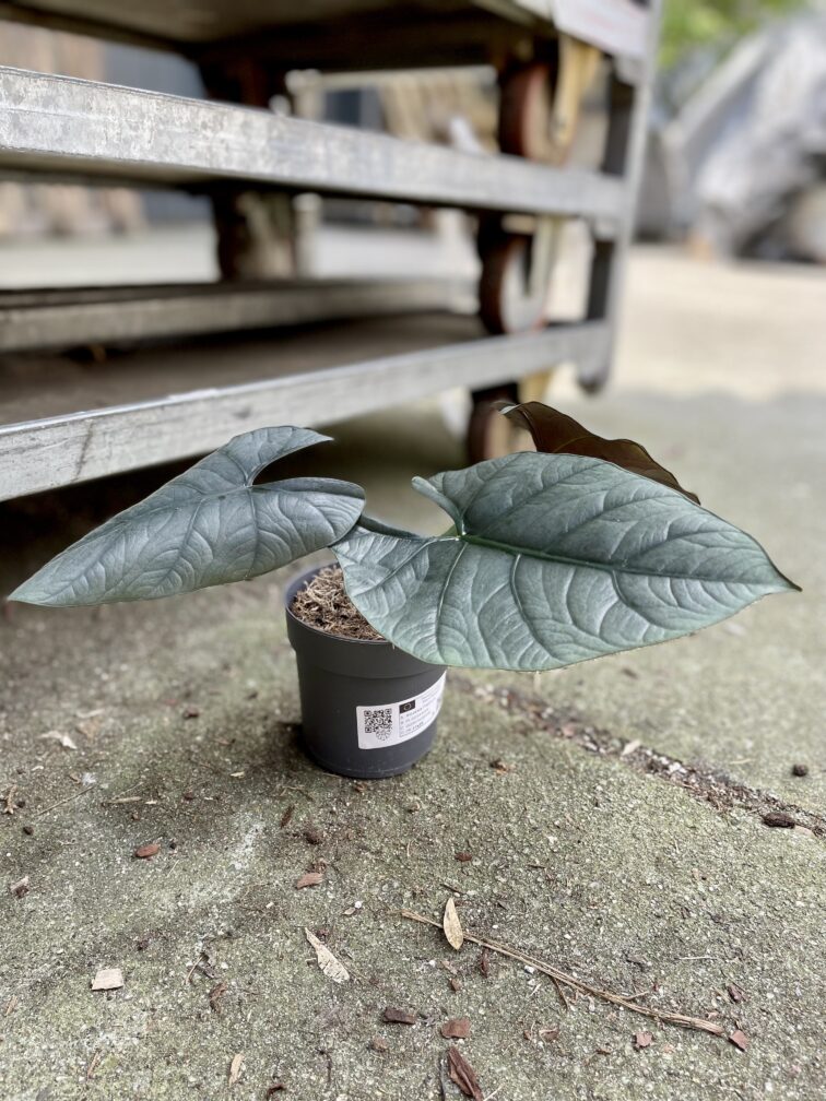 Zdjęcie rosliny doniczkowej Alocasia platinum, ujęcie 3
