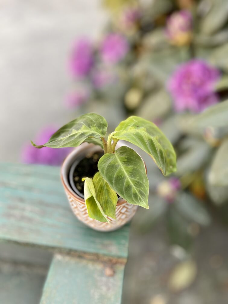 Zdjęcie rosliny doniczkowej Calathea warscewiczii (Kalatea), ujęcie 1