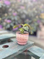 Zdjęcie rosliny doniczkowej Calathea warscewiczii (Kalatea), ujęcie 2