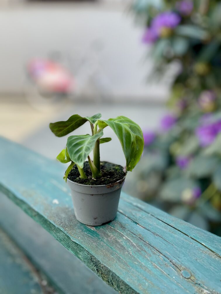 Zdjęcie rosliny doniczkowej Calathea warscewiczii (Kalatea), ujęcie 3