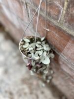 Zdjęcie rosliny doniczkowej Ceropegia woodii Silver Glory, ujęcie 2