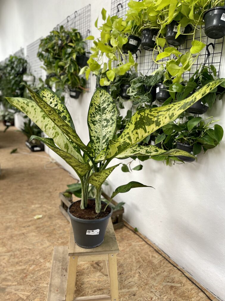 Zdjęcie rosliny doniczkowej Dieffenbachia Banana, ujęcie 1