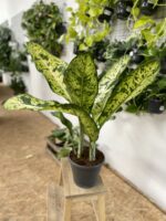Zdjęcie rosliny doniczkowej Dieffenbachia Banana, ujęcie 2