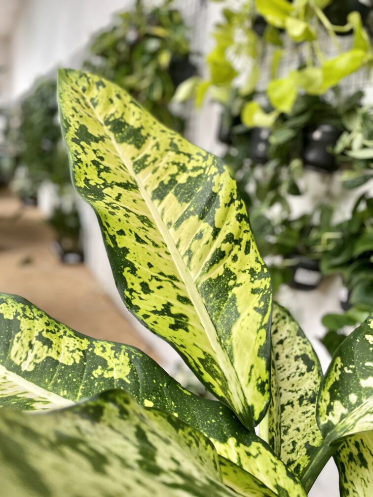 Zdjęcie rosliny doniczkowej Dieffenbachia Banana, ujęcie 3
