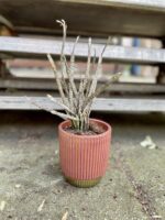Zdjęcie rosliny doniczkowej Euphorbia platyclada, ujęcie 1
