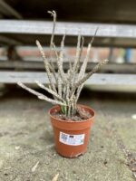 Zdjęcie rosliny doniczkowej Euphorbia platyclada, ujęcie 2