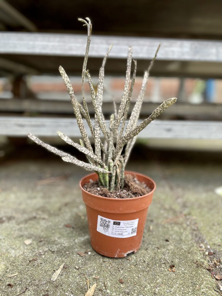 Zdjęcie rosliny doniczkowej Euphorbia platyclada, ujęcie 2