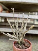 Zdjęcie rosliny doniczkowej Euphorbia platyclada, ujęcie 3