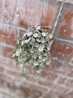 Zdjęcie rosliny doniczkowej Hoya Curtisii, ujęcie 1