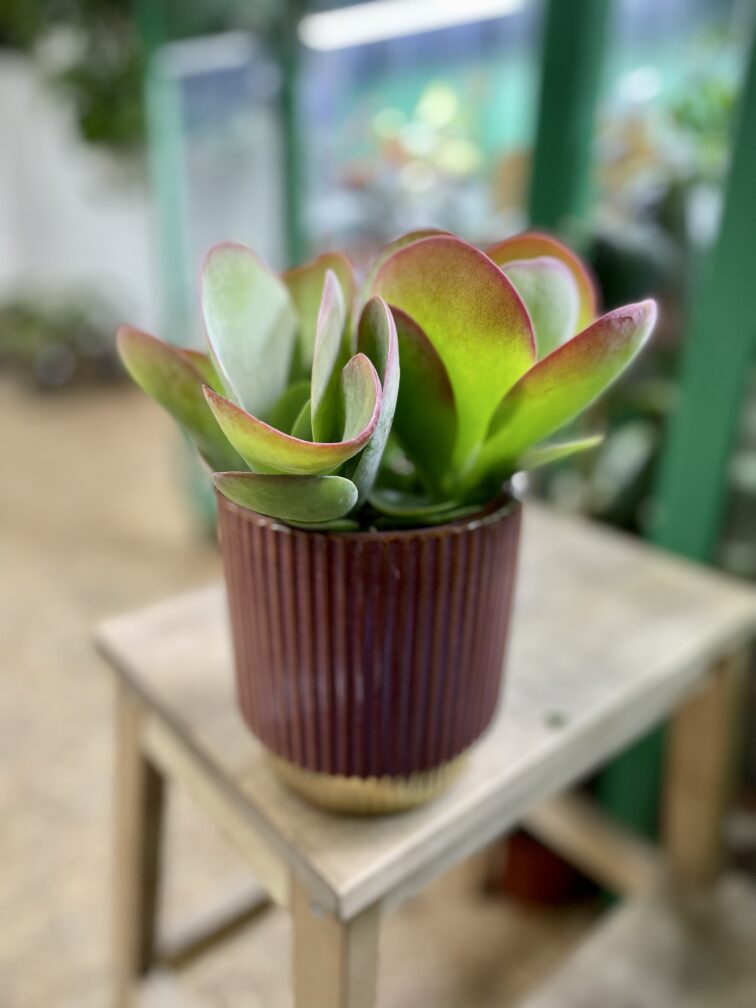 Zdjęcie rosliny doniczkowej Kalanchoe Thyrsiflora Red Lips, ujęcie 1