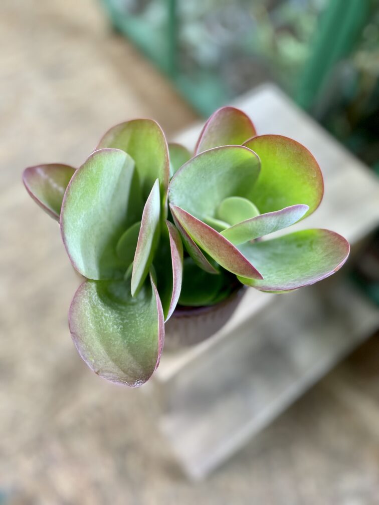 Zdjęcie rosliny doniczkowej Kalanchoe Thyrsiflora Red Lips, ujęcie 2
