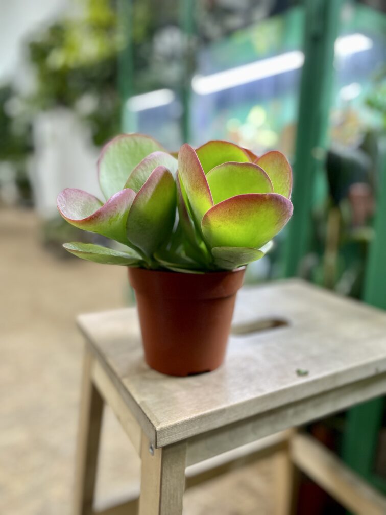 Zdjęcie rosliny doniczkowej Kalanchoe Thyrsiflora Red Lips, ujęcie 3