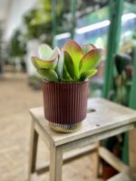 Zdjęcie rosliny doniczkowej Kalanchoe Thyrsiflora Red Lips, ujęcie 4