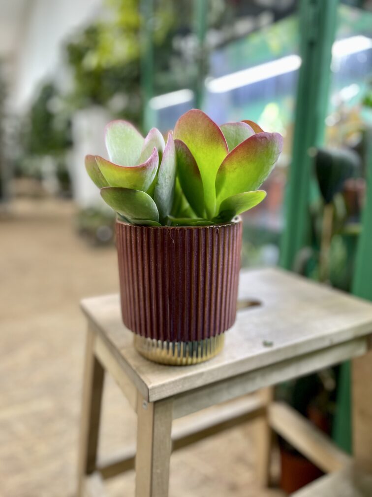Zdjęcie rosliny doniczkowej Kalanchoe Thyrsiflora Red Lips, ujęcie 4