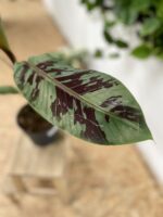Zdjęcie rosliny doniczkowej Musa acuminata Tiger Stripes, ujęcie 2