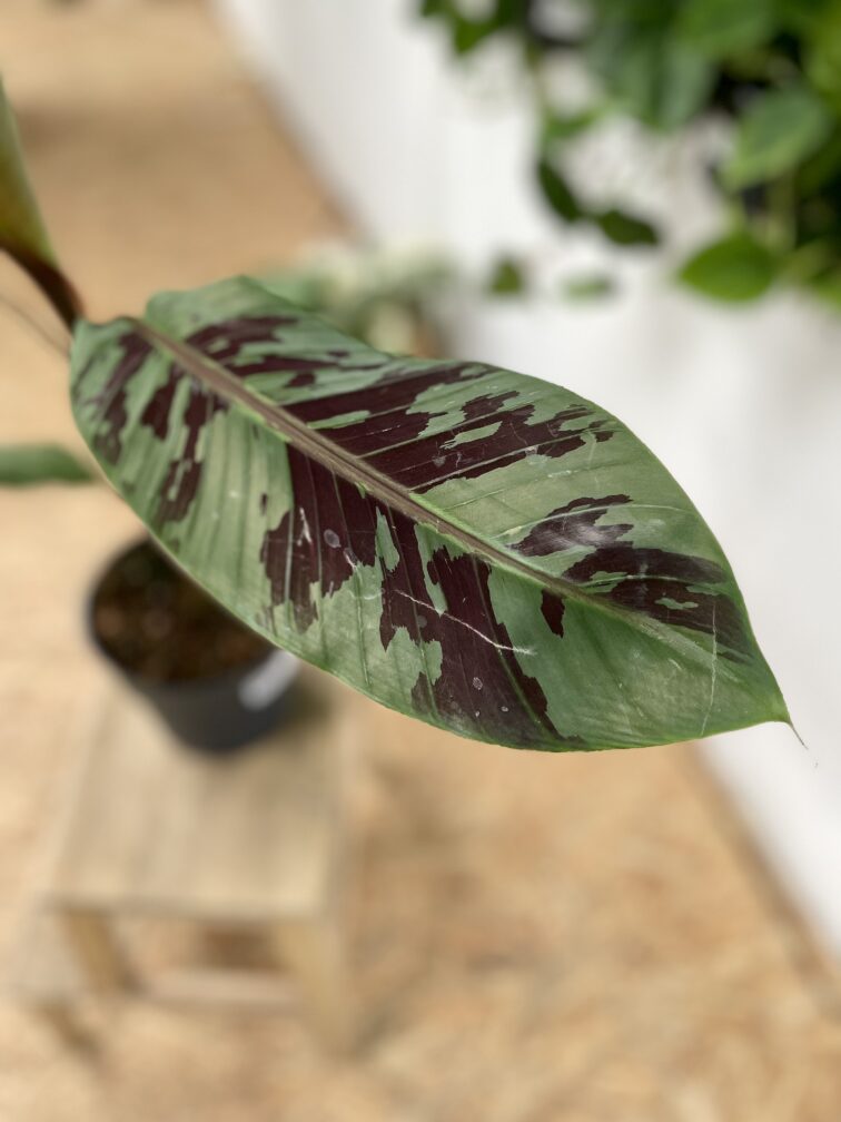 Zdjęcie rosliny doniczkowej Musa acuminata Tiger Stripes, ujęcie 2