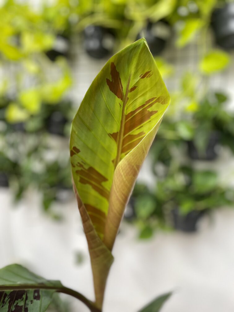 Zdjęcie rosliny doniczkowej Musa acuminata Tiger Stripes, ujęcie 3