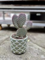 Zdjęcie rosliny doniczkowej Opuntia microdasys, ujęcie 1