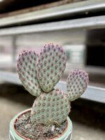 Zdjęcie rosliny doniczkowej Opuntia microdasys, ujęcie 2