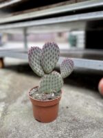 Zdjęcie rosliny doniczkowej Opuntia microdasys, ujęcie 3