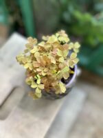 Zdjęcie rosliny doniczkowej Oxalis vulcan Gold (Szczawik), ujęcie 2