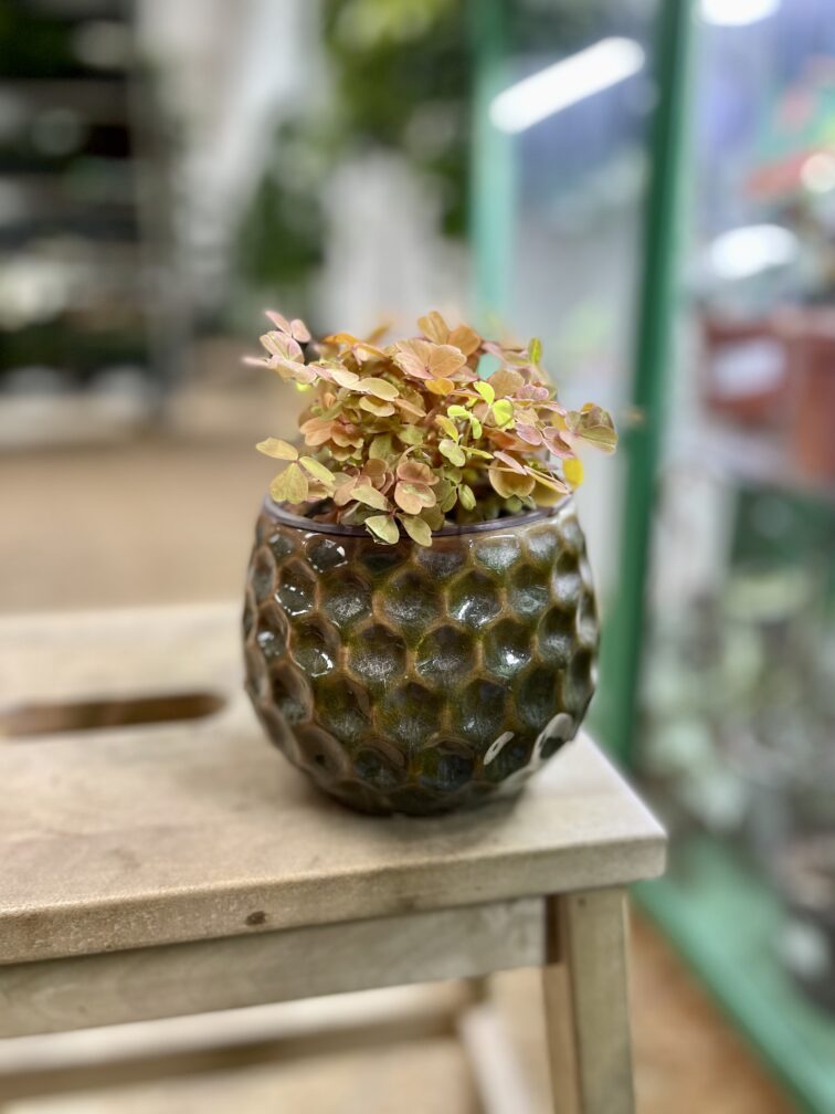 Zdjęcie rosliny doniczkowej Oxalis vulcan Gold (Szczawik), ujęcie 3