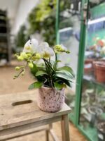 Zdjęcie rosliny doniczkowej Phalaenopsis Folk, ujęcie 1