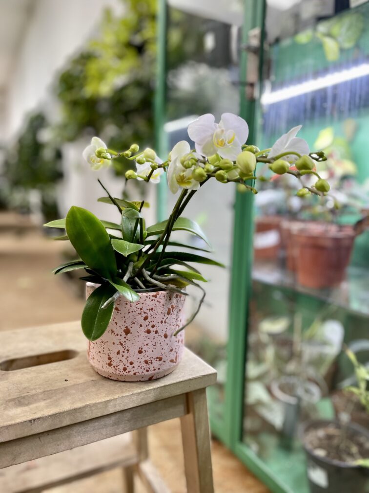 Zdjęcie rosliny doniczkowej Phalaenopsis Folk, ujęcie 3