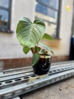 Zdjęcie rosliny doniczkowej Philodendron nangaritense, ujęcie 1