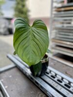 Zdjęcie rosliny doniczkowej Philodendron nangaritense, ujęcie 2