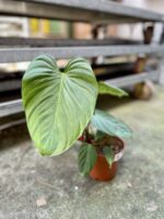 Zdjęcie rosliny doniczkowej Philodendron nangaritense, ujęcie 3