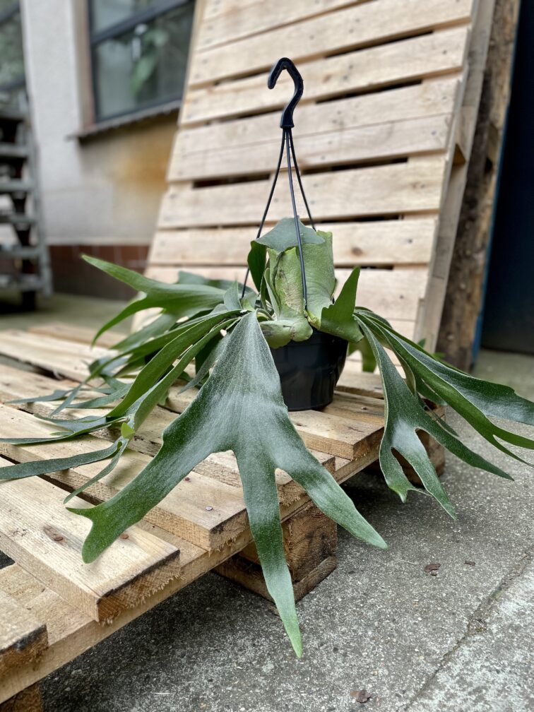 Zdjęcie rosliny doniczkowej Platycerium bifurcatum (Łosie rogi), ujęcie 2
