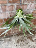 Zdjęcie rosliny doniczkowej Platycerium bifurcatum (Łosie rogi), ujęcie 3