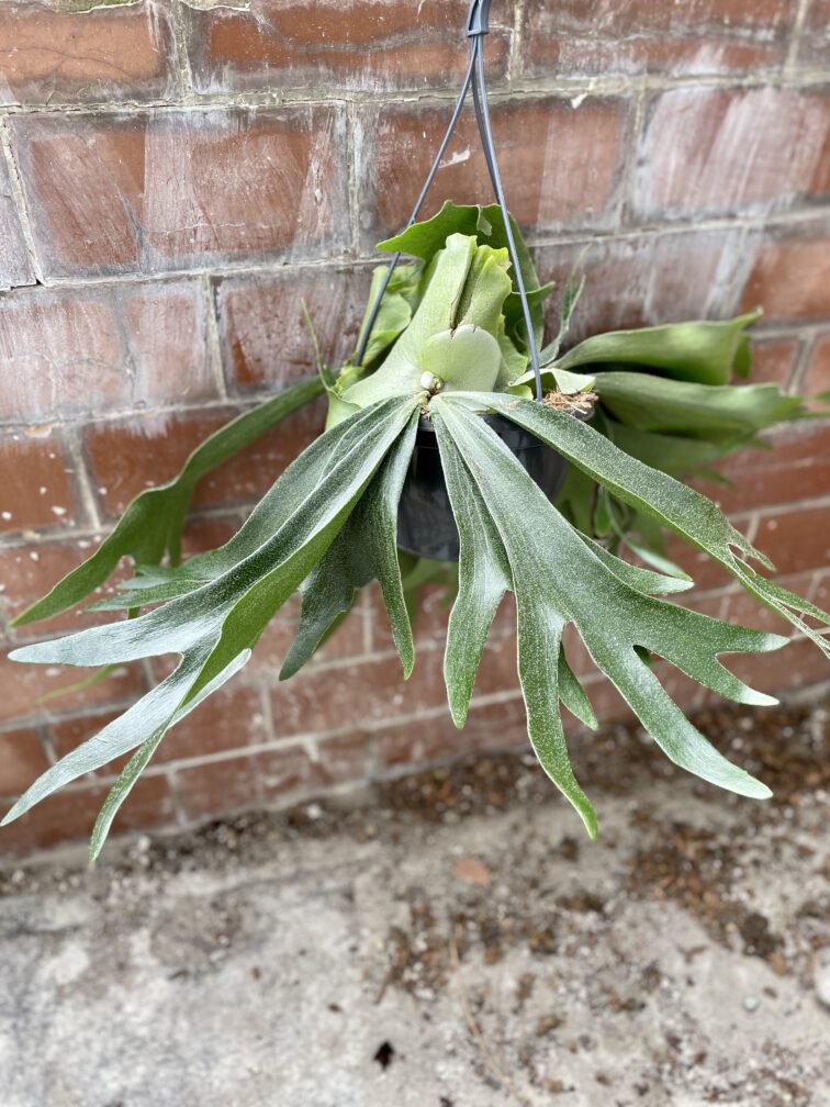 Zdjęcie rosliny doniczkowej Platycerium bifurcatum (Łosie rogi), ujęcie 3
