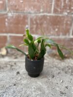 Zdjęcie rosliny doniczkowej Rhipsalis Crispata, ujęcie 1