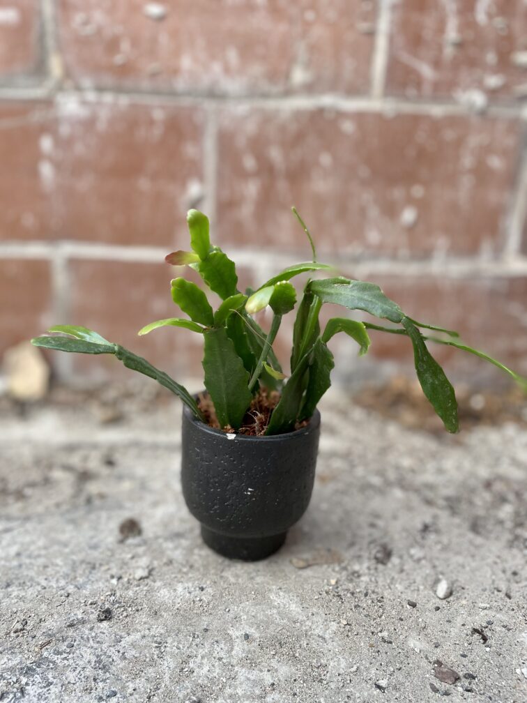 Zdjęcie rosliny doniczkowej Rhipsalis Crispata, ujęcie 1